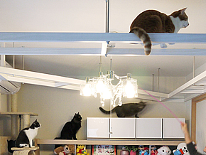 キャットウォーク事例写真