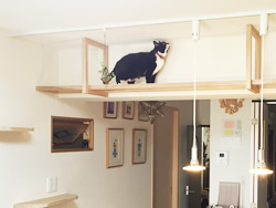 透明キャットウォーク